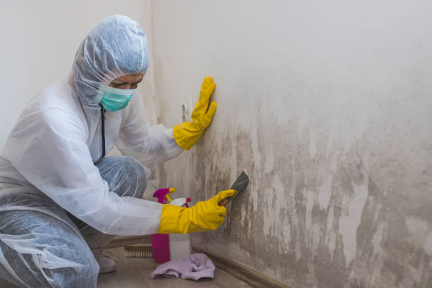 Best Mold Remediation Services  in Portland, TN