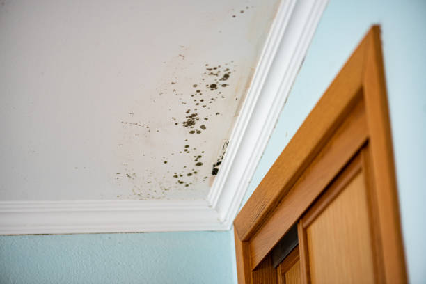 Mold Testing and Removal in Portland, TN