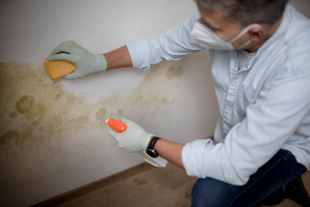 Best Mold Remediation  in Portland, TN